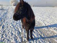 Dartmoor Pony Wallach, bald 8-jährig