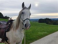 Biete Reitbeteiligung Natural Horsemanship mit Araber Wallach