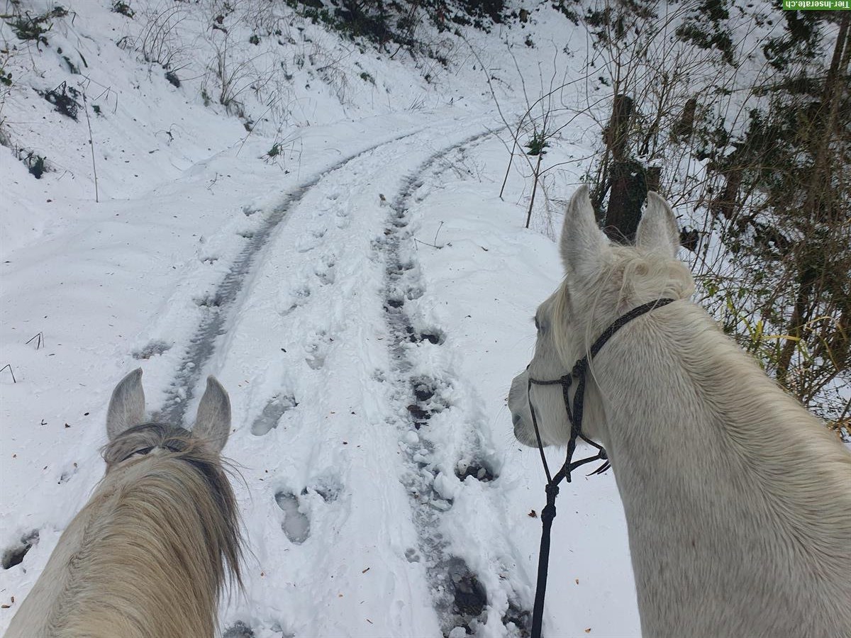 Bild 2: Biete Reitbeteiligung Natural Horsemanship mit Araber Wallach