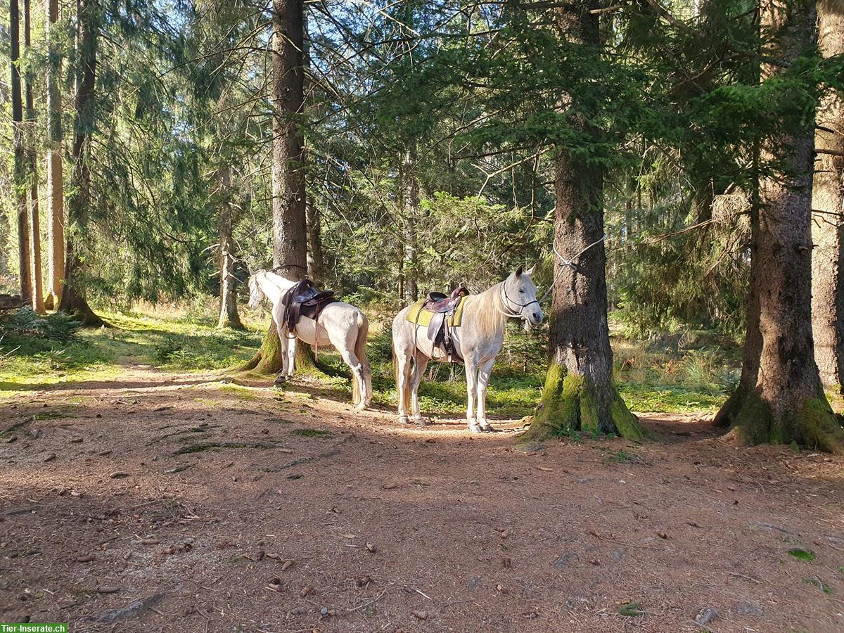 Bild 3: Biete Reitbeteiligung Natural Horsemanship mit Araber Wallach