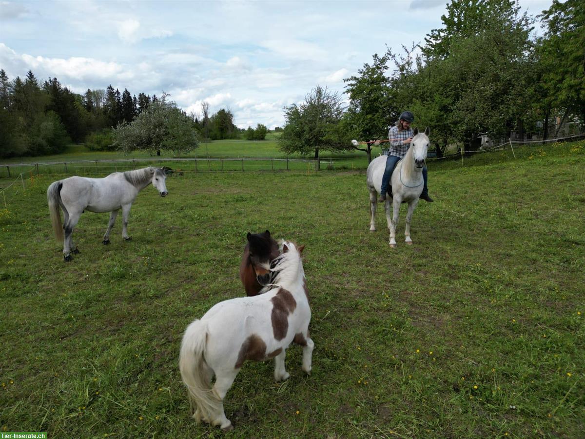 Bild 4: Biete Reitbeteiligung Natural Horsemanship mit Araber Wallach