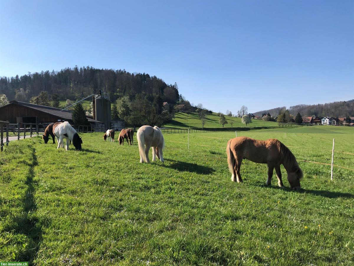 Bild 3: Plätze frei in Isländer-/Offenstall in 8911 Rifferswil ZH