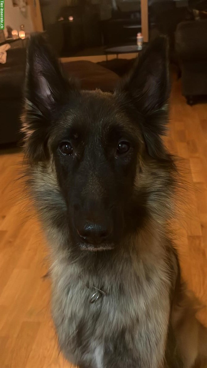 Bild 4: Belgischer Schäferhund Rüde, 4-jährig sucht liebevollen Partner