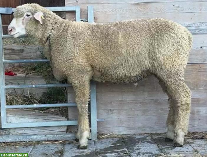 Zwei WAS (weisses Alpenschaf) Schafböcke zu verkaufen