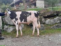 Holstein Zuchtstier, 12 Monate