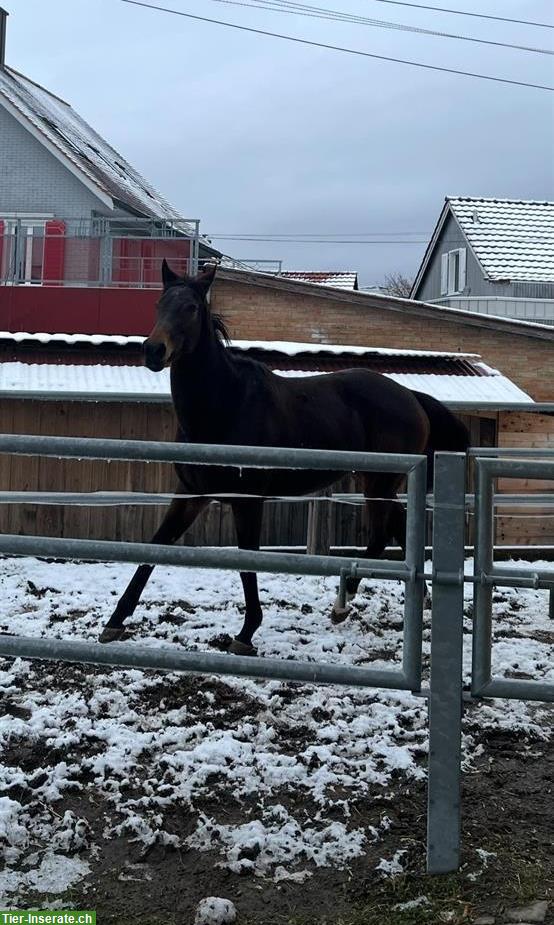 Bild 2: 7-jährige Stute sucht neues zuhause