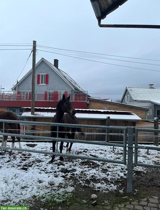 Bild 3: 7-jährige Stute sucht neues zuhause