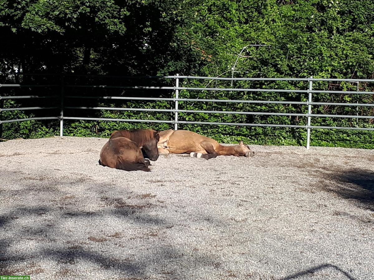 Bild 2: 1 Offenstallplatz frei in Selbstversorgerstall, ZH-Oberland