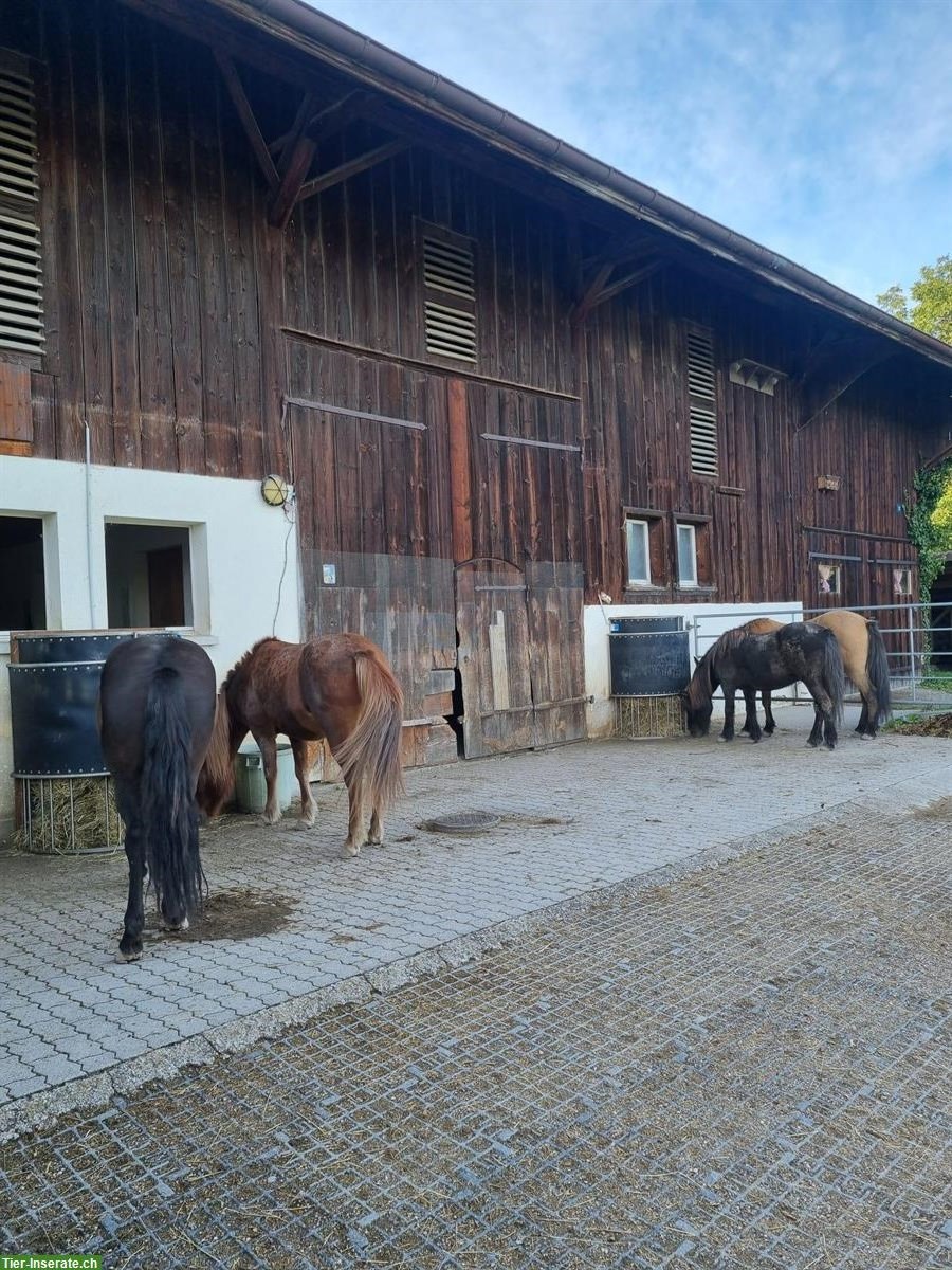 Bild 3: 1 Offenstallplatz frei in Selbstversorgerstall, ZH-Oberland