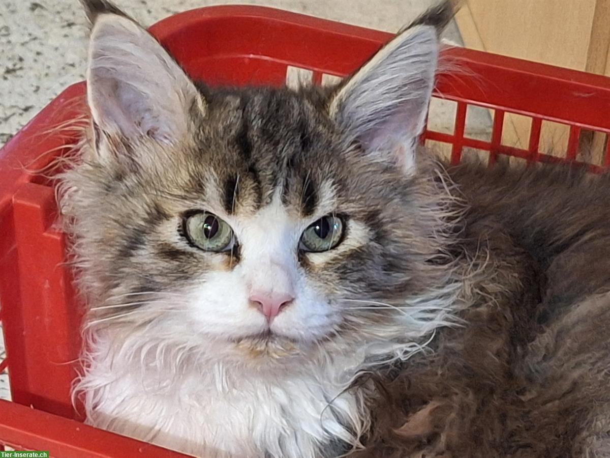 Liebe Maine Coon Kätzin, gross werdend