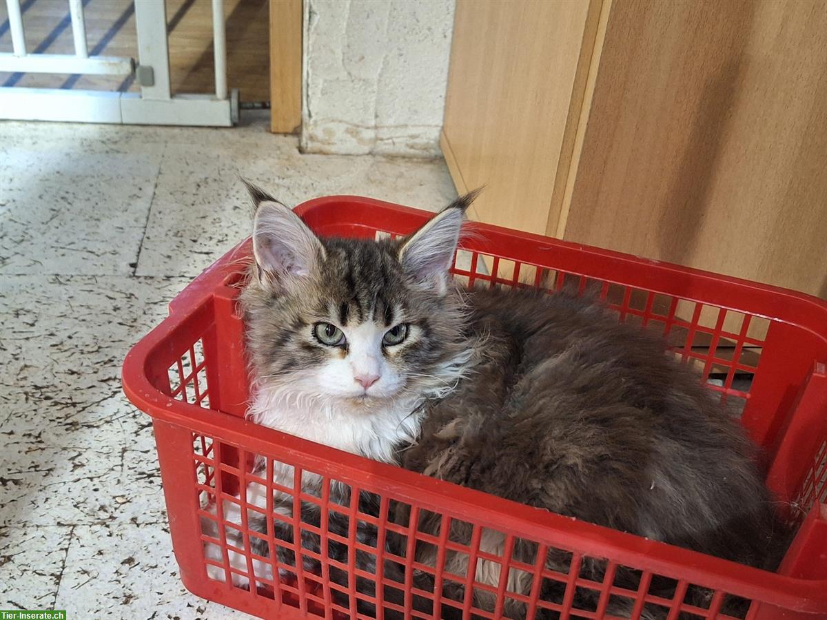 Bild 2: Liebe Maine Coon Kätzin, gross werdend