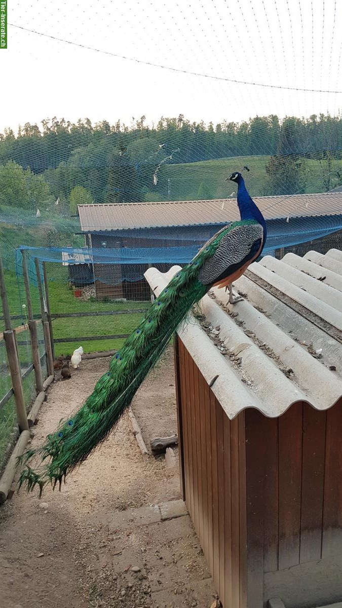 Bild 3: Wunderschöne Blaue Pfauen Familie, 1 Hahn + 2x Hennen