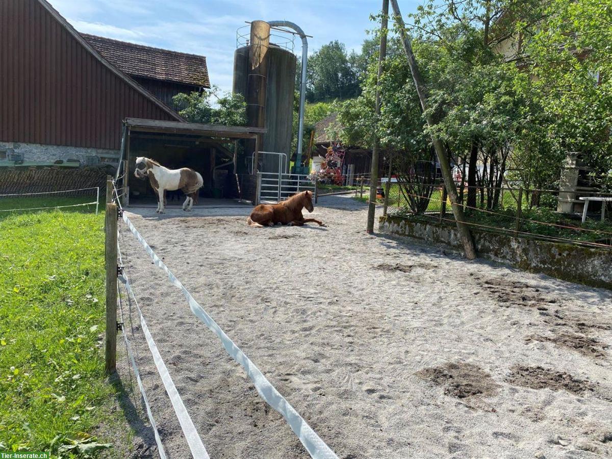 Bild 3: Pensionsplatz Offenstall für Isländer in Meierskappel am Zugersee