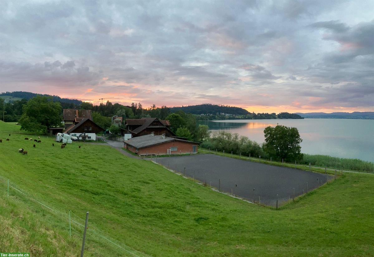 Bild 6: Pensionsplatz Offenstall für Isländer in Meierskappel am Zugersee