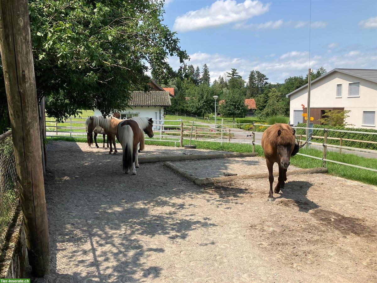 Bild 8: Pensionsplatz Offenstall für Isländer in Meierskappel am Zugersee