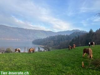 Bild 9: Pensionsplatz Offenstall für Isländer in Meierskappel am Zugersee