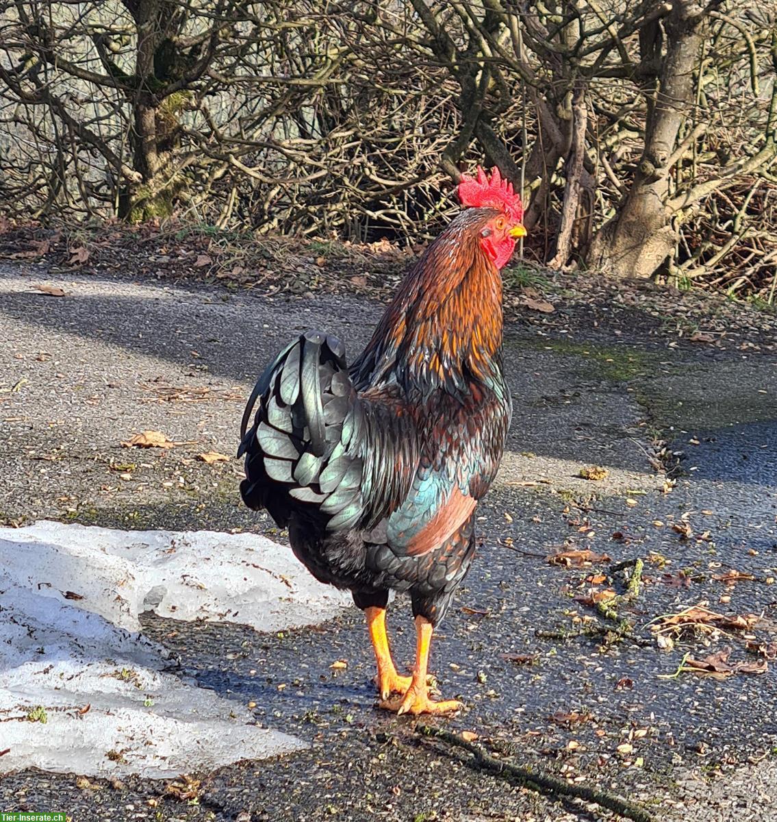 Bild 3: 1 Zwerg-Barnevelder Hahn GRATIS abzugeben