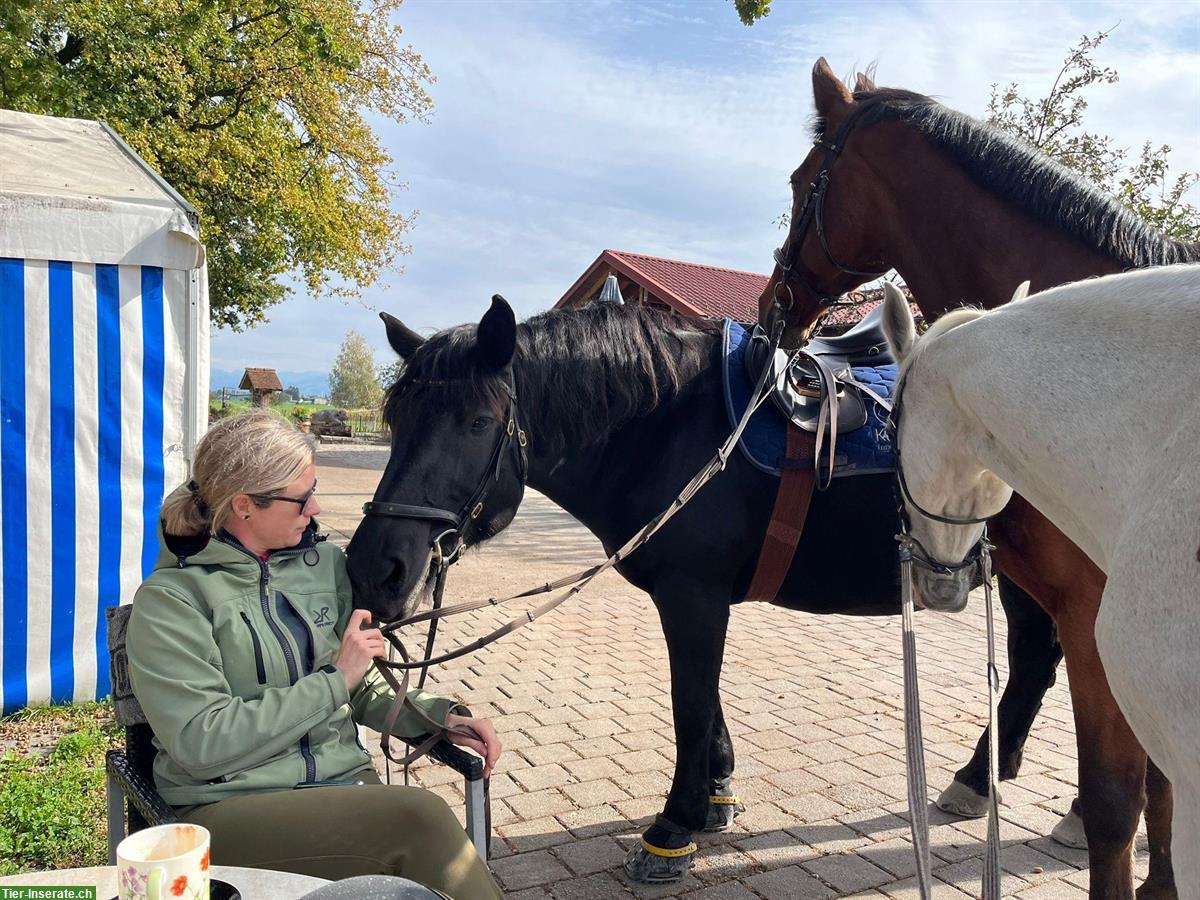 Bild 3: 20-jähriger Holsteiner Wallach an Bestplatz abzugeben