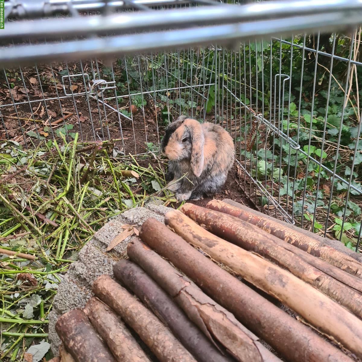 Bild 3: Zwergwidder Rammler Simba deckt gerne