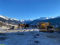 Freie Pferdepensionsplätze in Pany im Prättigau