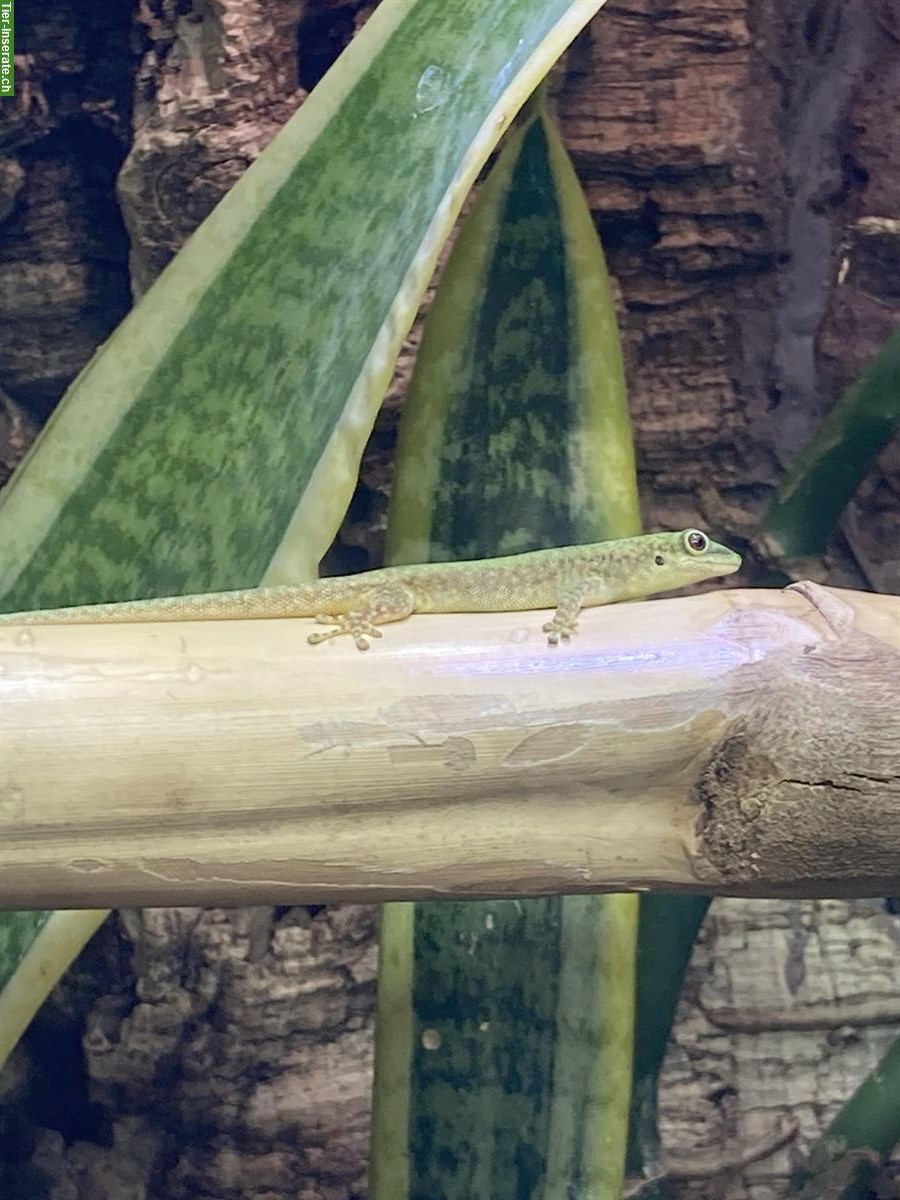 Taggecko Phelsuma robertmertensi 0.1