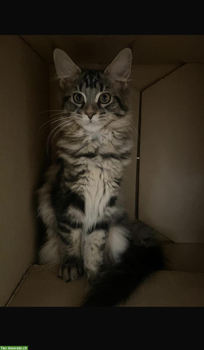 Wunderschöne Maine Coon Katze sucht ein Zuhause