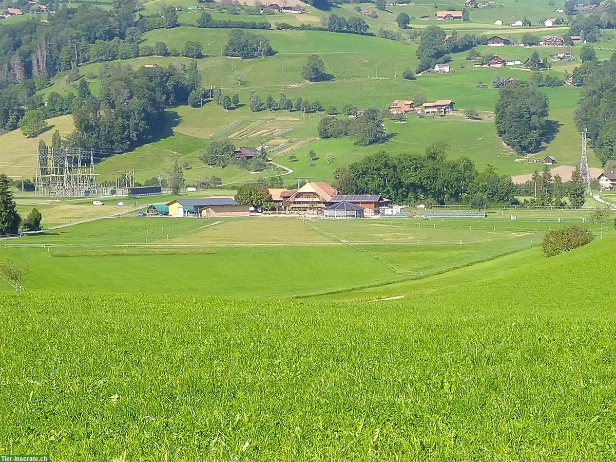 Auslaufboxe frei in Gurzelen BE