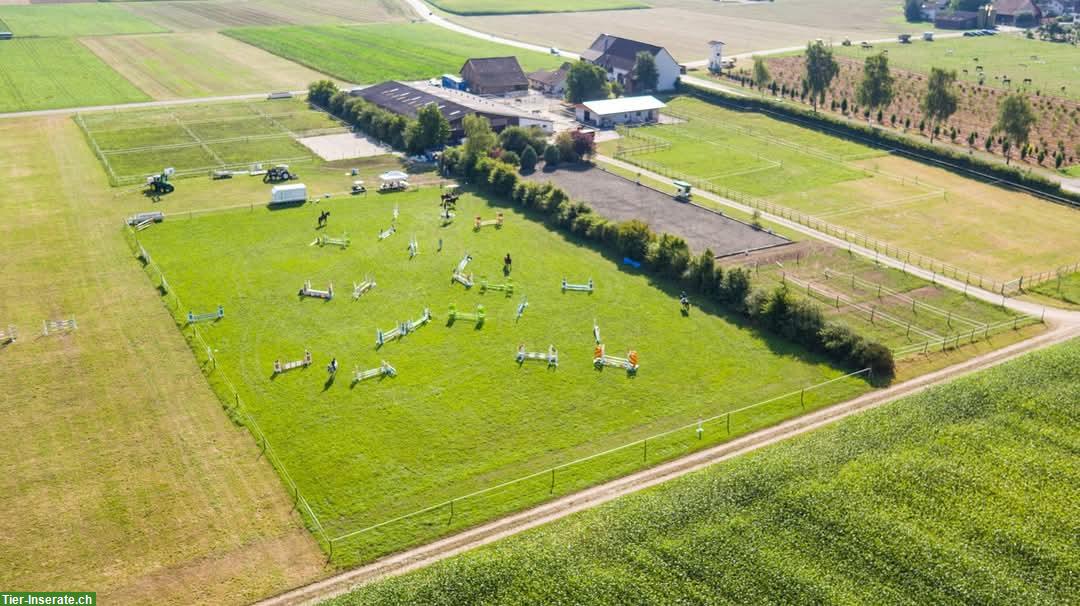 Lehrstelle/Praktikum/Aushilfe in Sportstall mit Pensionspferdehaltung