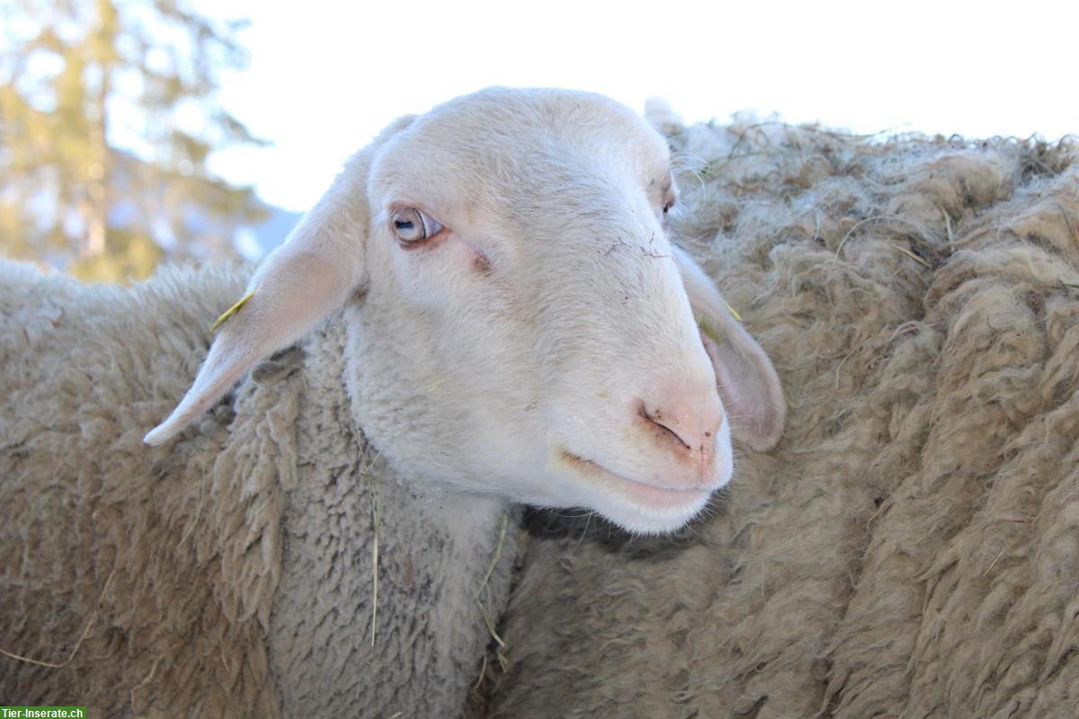 Lacaune Schafbock «Merlot»