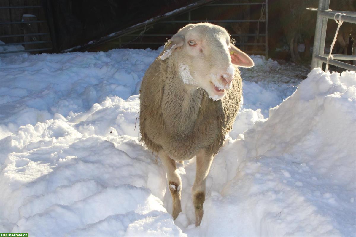 Bild 2: Lacaune Schafbock «Merlot»