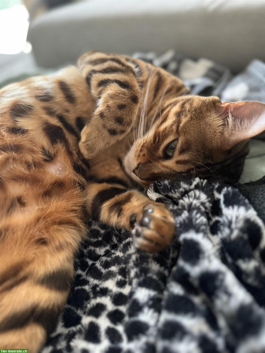 2 Bengal Katzen suchen ein neues Zuhause