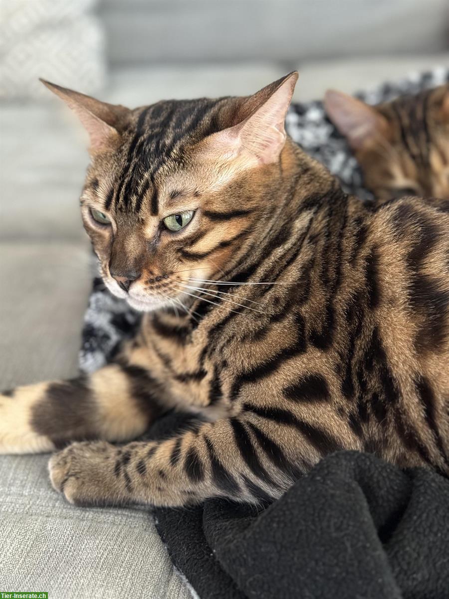 Bild 7: 2 Bengal Katzen suchen ein neues Zuhause