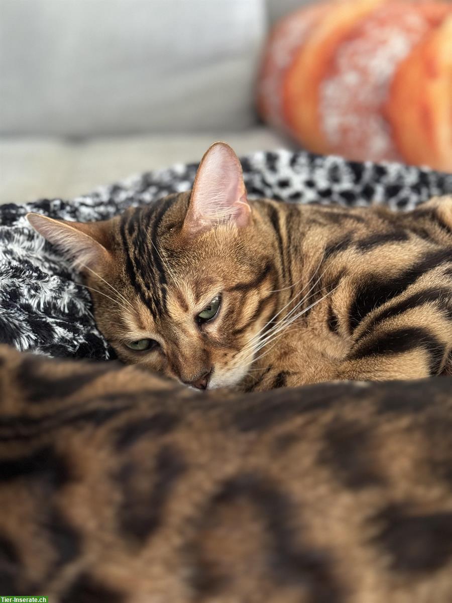 Bild 8: 2 Bengal Katzen suchen ein neues Zuhause