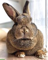 Graue Wiener Kaninchen zu verkaufen