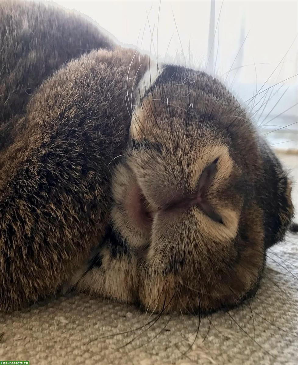 Bild 3: Graue Wiener Kaninchen zu verkaufen