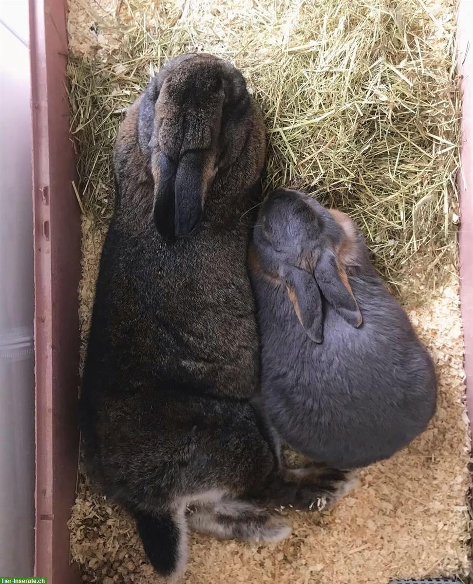 Bild 6: Graue Wiener Kaninchen zu verkaufen