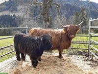 Hochlandrinder in allen Farben zu verkaufen