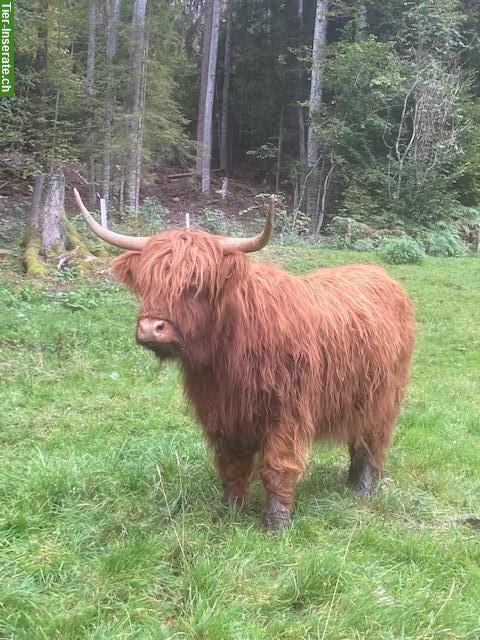 Bild 4: Hochlandrinder in allen Farben zu verkaufen