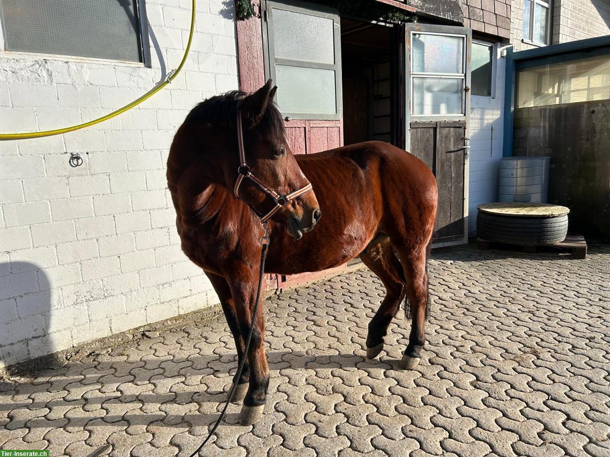 Bild 2: Robuster Pony Wallach zu verkaufen