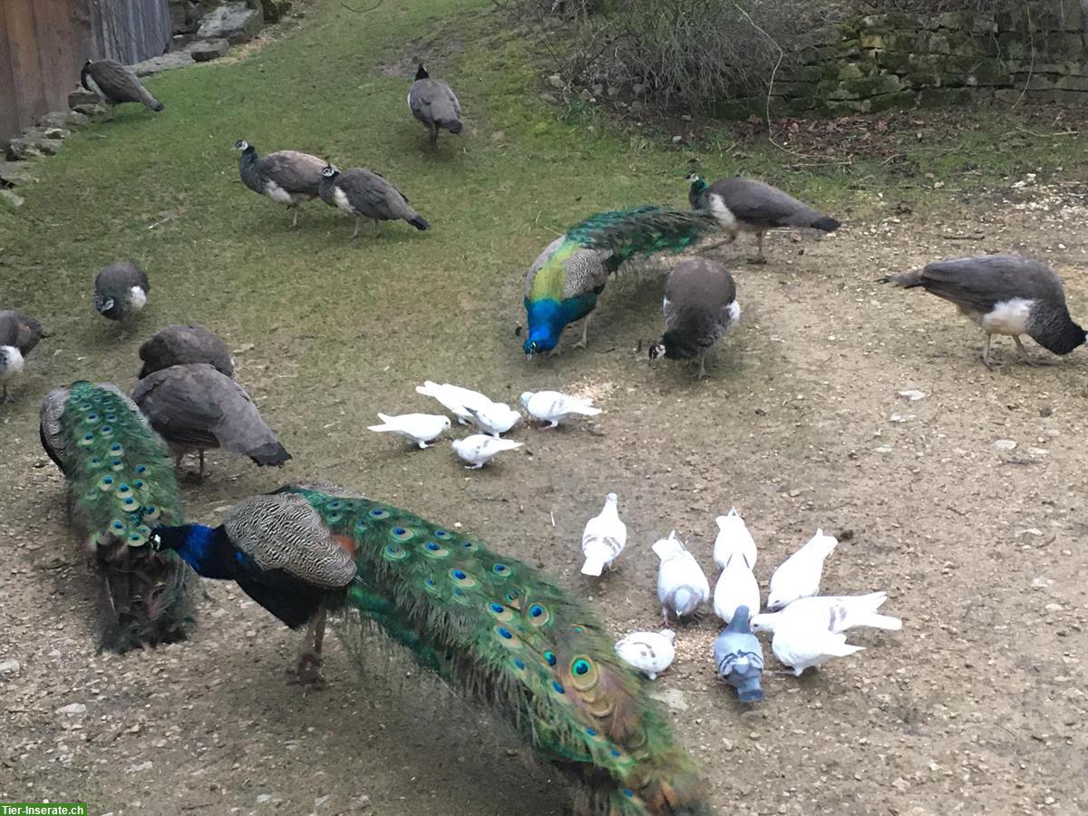 Schöne blaue Pfauen (w und m) zu verkaufen