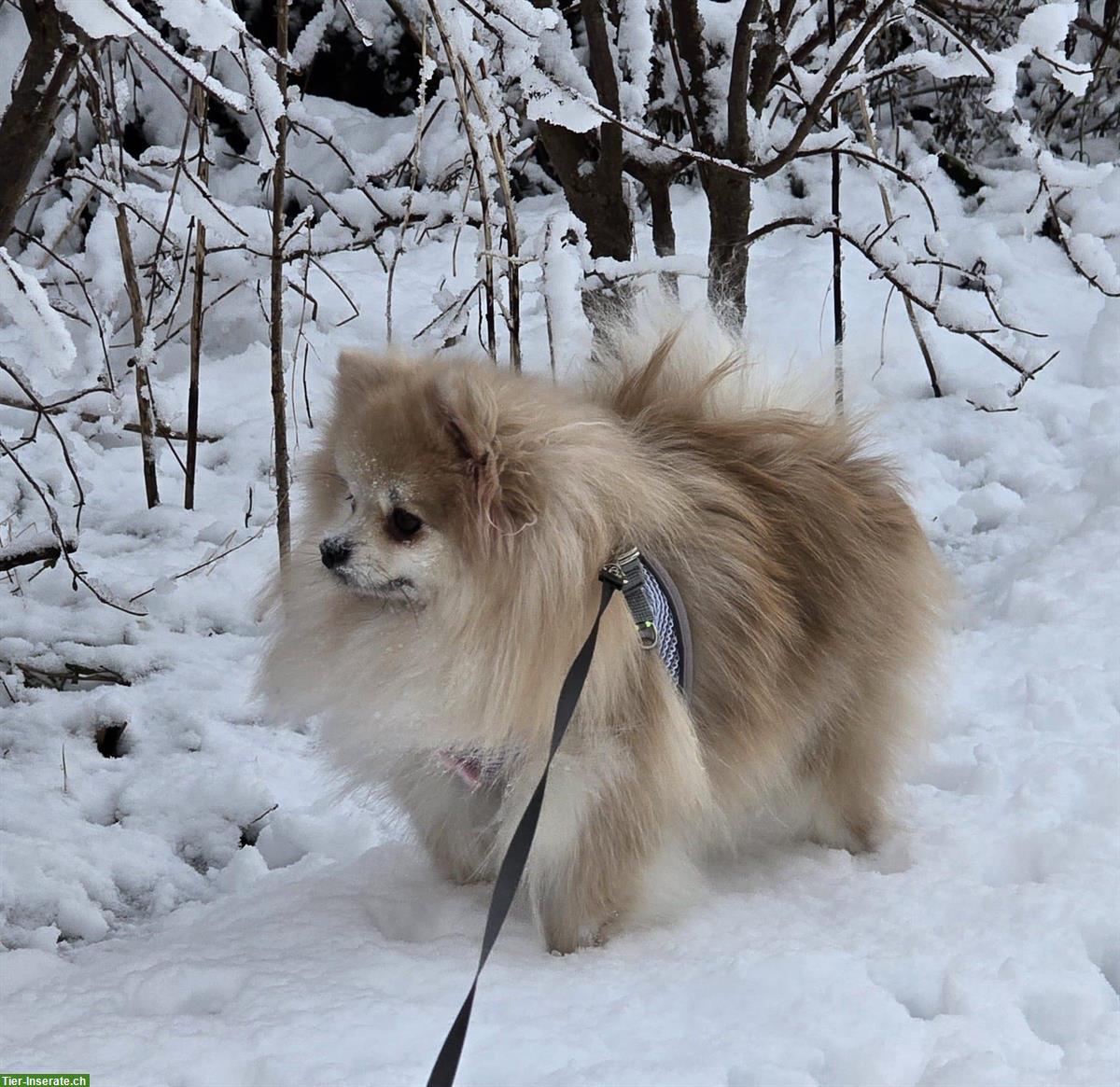 Pomeranian Hündin sucht neue Familie