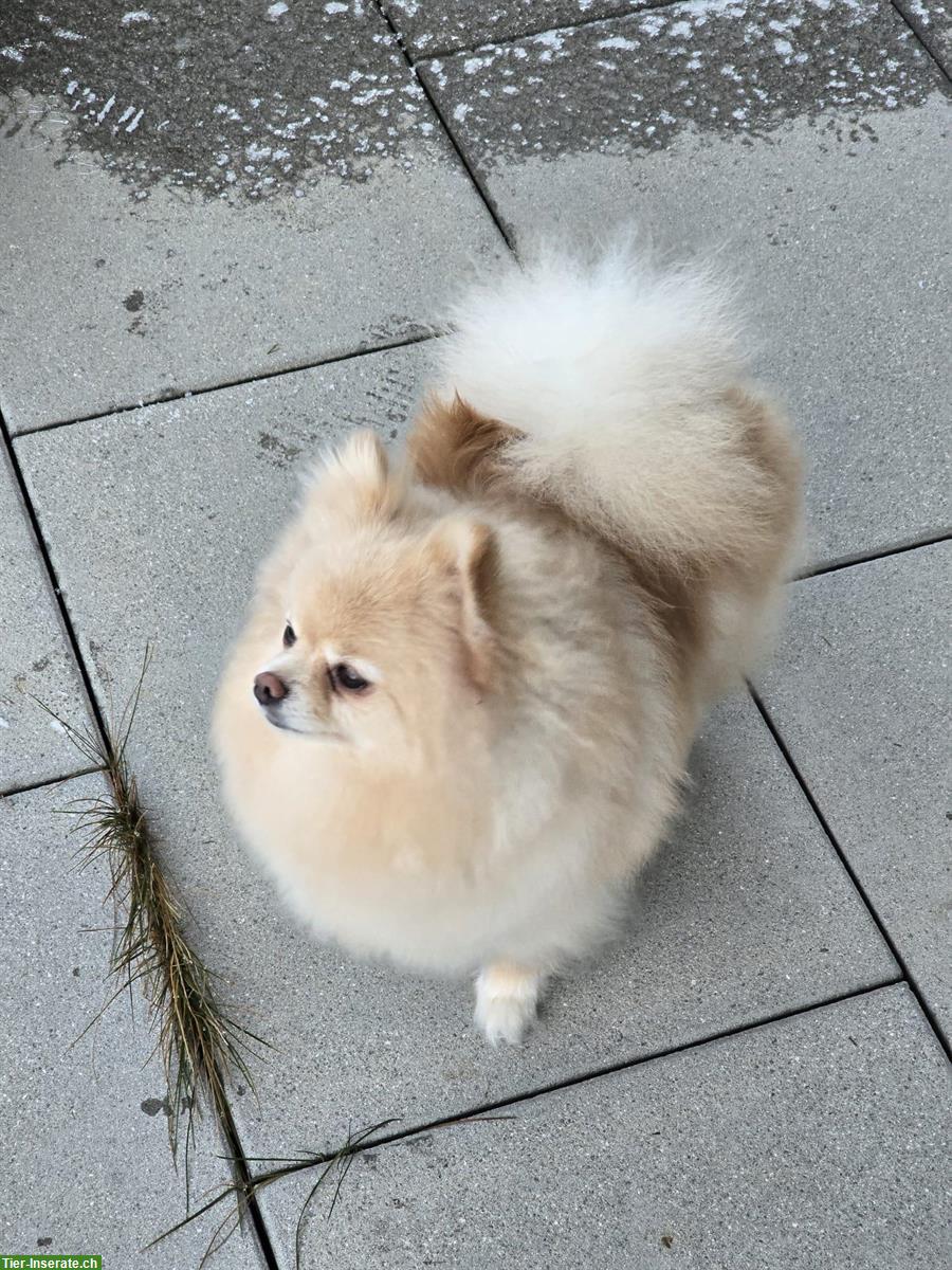 Bild 2: Pomeranian Hündin sucht neue Familie