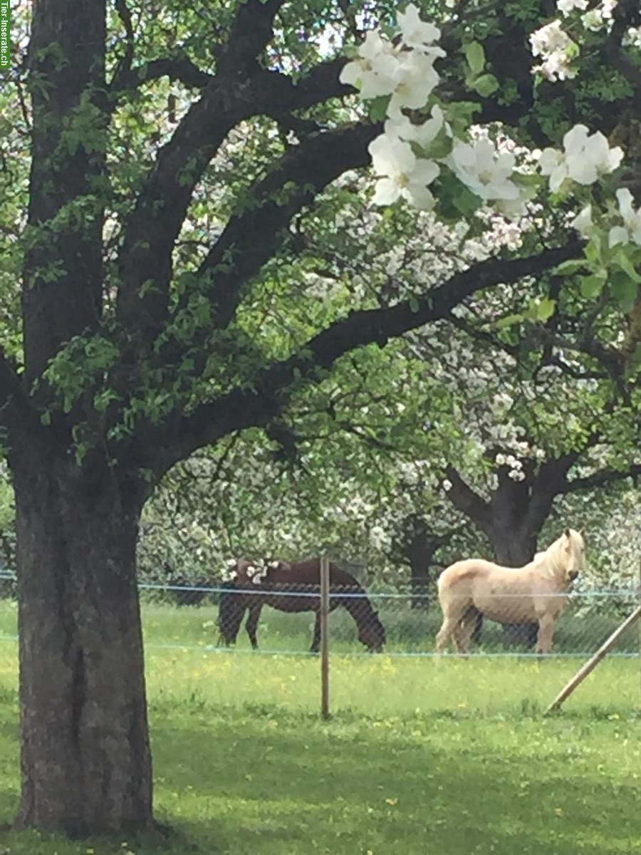 Suche Reitbeteiligung auf Paso Fino