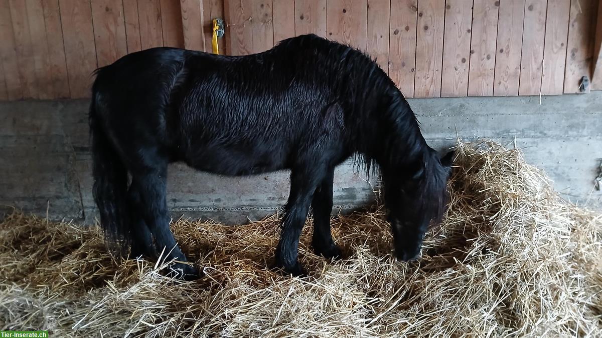 Fellpony Wallach als Beisteller abzugeben