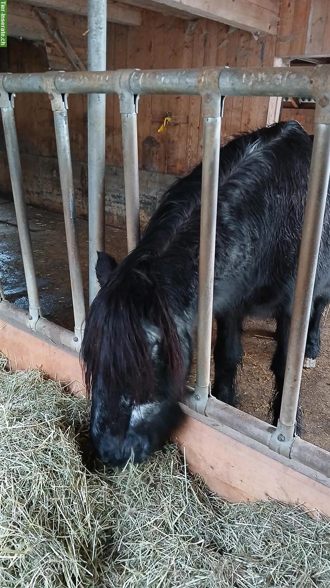 Bild 2: Fellpony Wallach als Beisteller abzugeben