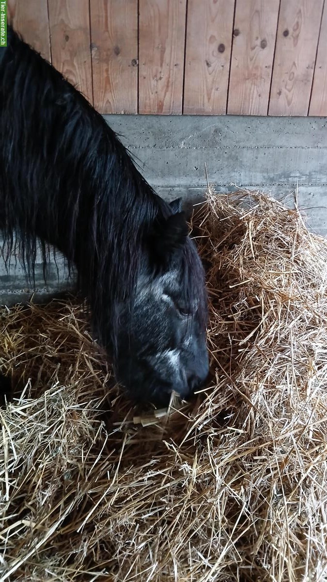 Bild 3: Fellpony Wallach als Beisteller abzugeben