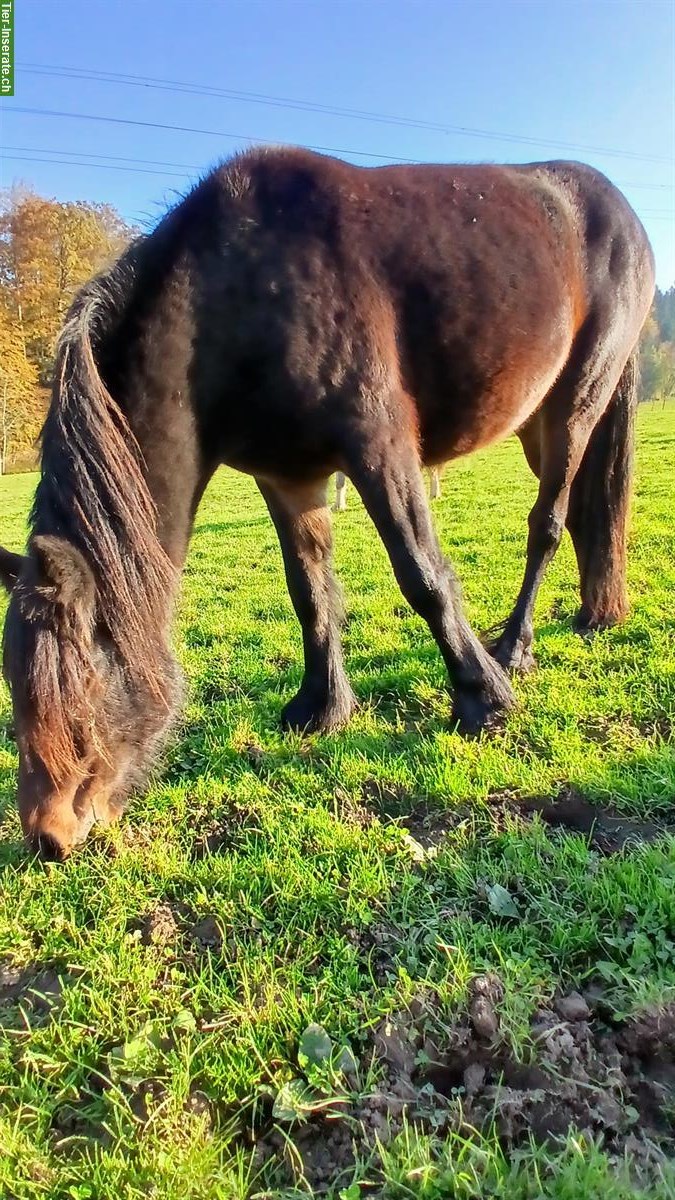 Bild 2: 2-jähriger Fellpony Hengst, ca 135cm