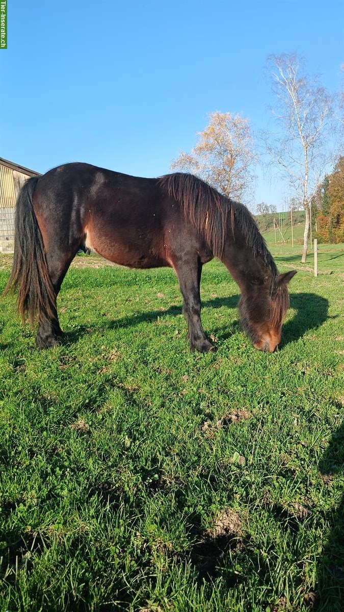 Bild 3: 2-jähriger Fellpony Hengst, ca 135cm