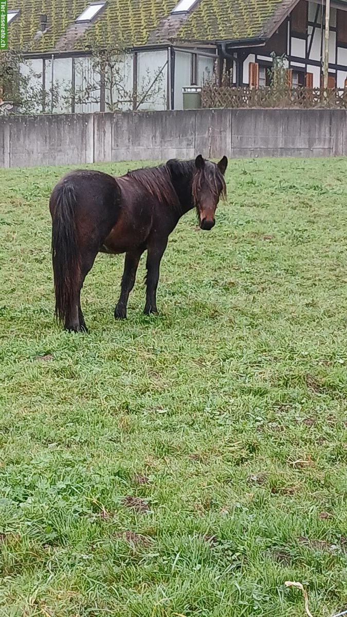 Bild 4: 2-jähriger Fellpony Hengst, ca 135cm