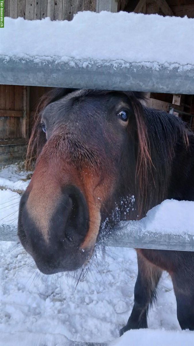 Bild 5: 2-jähriger Fellpony Hengst, ca 135cm